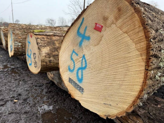 Verejné dražby dreva v štátnom podniku LESY SR: Výber najcennejších kmeňov, predstavujúcich vrchol lesníckej práce