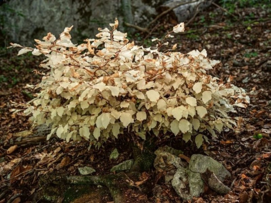 Unikátny buk albín v Moravskom krase: Fascinujúci príklad adaptácie - bez fotosyntézy prežil vďaka spôsobu prijímania cukrov 30 rokov