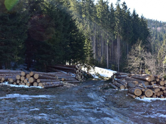 Rada EÚ prijala revíziu nariadenia o odlesňovaní EUDR: Cieľom je zjednodušiť jeho vykonávanie a dosiahnuť primeranú pripravenosť subjektov na jeho uplatňovanie