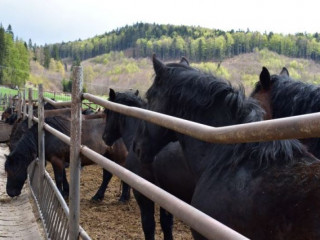 LESY SR investujú do chovu norika muránskeho typu ročne jeden milión eur: Bonitácia v Dobšinej ukázala, že o tieto kone je veľký záujem