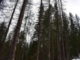 Kritika štátnych lesníkov za lykožrútovú kalamitu na Horehroní: LESY SR reagujú - prednostne ťažia aktívne chrobačiare