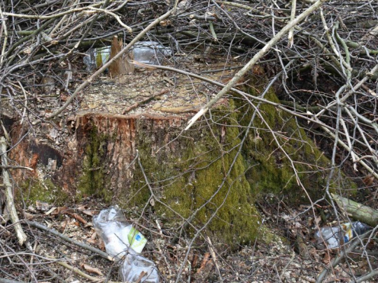 Vedci z University of Leeds: Lesy sú plné mikroplastov znečisťujúcich ovzdušie, niekde je takmer dvojnásobné množstvo drobných toxických častíc ako v centrách miest