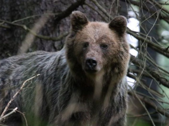 Prečo sa na Poľane legálne lovilo najviac medveďov? Zdravý rozum, česť a zodpovednosť voči zverenému územiu a ľuďom