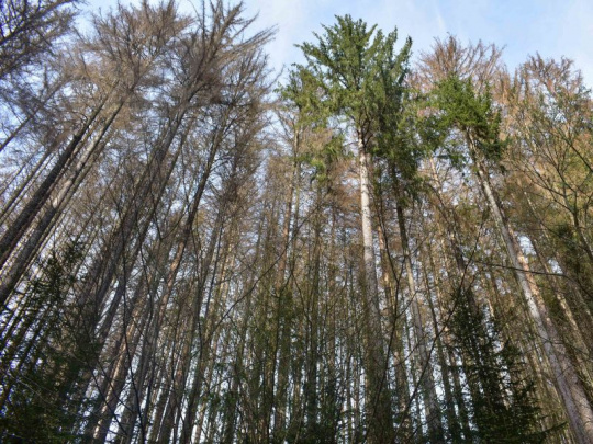 Trestné oznámenie kvôli ťažbe kalamitného dreva na Horehroní: Podozrenie na kartelovú dohodu