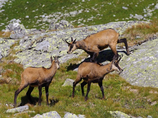 Správa TANAP-u o prikrmovaní zveri: V žiadnom prípade nejde o vnadenie za účelom lovu, ale o zlepšenie podmienok v čase núdze