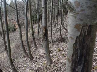 Názor: Rizikové faktory, určujúce pravdepodobnosť olupovania kôry a manažment vlkov, ktorý si vyžaduje právnu istotu, nie právnu paralýzu