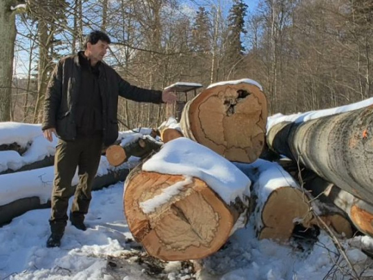 Prestarnuté lesné porasty, predržiavanie buka a nekvalita vyťaženého dreva