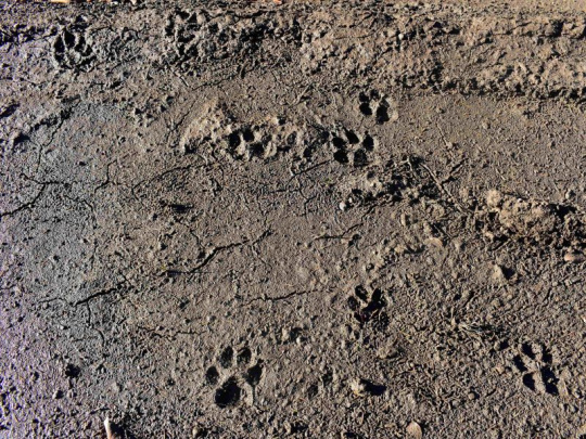 Komentár: Možnosti selektívneho lovu zveri sú nevyhnutnou hnacou silou aktívnej druhovej ochrany. Vylúčenie poľovníkov z monitoringu znamená stratu cenných informácií