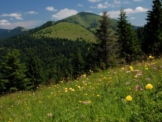 Na štúdii publikovanej v časopise NATURE participoval odborník z lesníckej fakulty: Nové zistenia o reakciách európskych ekosystémov na klimatickú zmenu