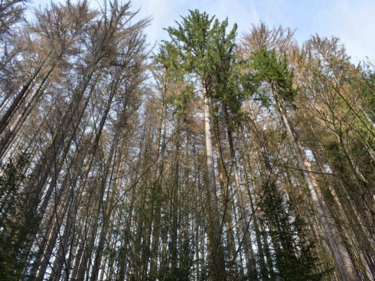 Slovenské lesy čelia obrovskej skúške: Extrémne sucho, vlny horúčav a agresívni škodcovia