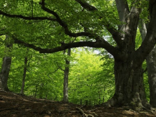 Najväčší pasienkový les na Záhorí: Zarastá najmä hrabmi, odborníci navrhujú presvetľovanie lesa, výsadbu dubov, ochranu pred zverou a manažment porastu