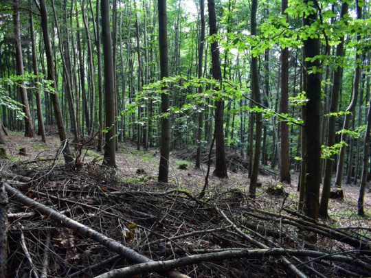 Vedec o novele zákona o lesoch v Česku: Mala by jasne stanoviť, koľko mŕtveho dreva má zostať v lese