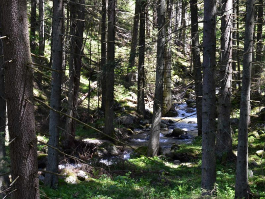 Krkonošský národný park pokračuje v obnove mokradí a rašelinísk: Voda do smrečín na hrebeňoch hôr prirodzene patrí