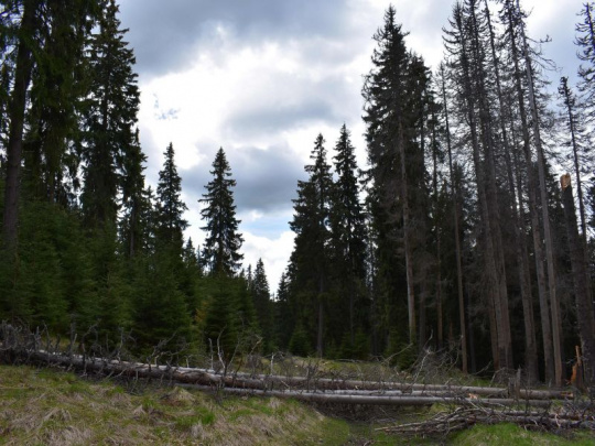 Envirorezort: Klamstvo o masívnej ťažbe dreva v najprísnejšie chránenej zóne Národného parku Muránska planina