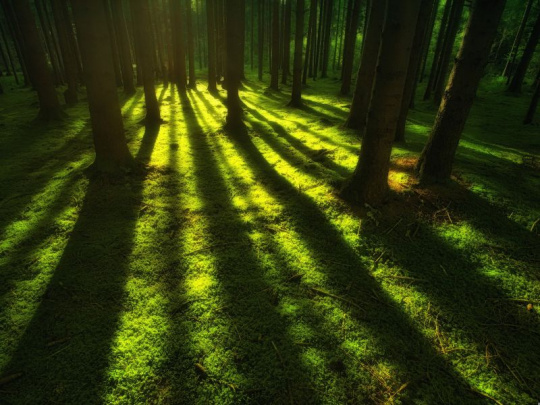 Nórsky model lesného hospodárstva: Ekonomická obnova lesov, vysoká miera spracovania vyťaženého dreva a zachovanie environmentálnych hodnôt a biodiverzity
