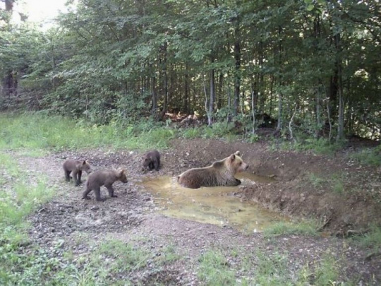 TÝŽDŇOVKA: Minister Budaj ide s medveďmi do krajnosti. Čo a kto ho zastaví?