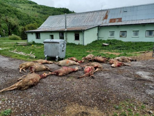 Ani dotované ploty a pastierske psy na ochranu hospodárskych zvierat nezabránili ďalšiemu útoku vlkov v Dolnom Sasku: Zabili sedem oviec, poslanec krajinského snemu stráca trpezlivosť