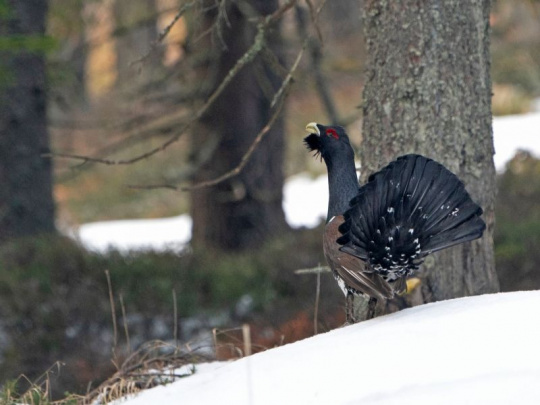 Národné lesnícke centrum: Praktické zásahy v prospech hlucháňa ako súčasť projektu, ktorý spája lesníkov, výskumníkov a ochrancov prírody