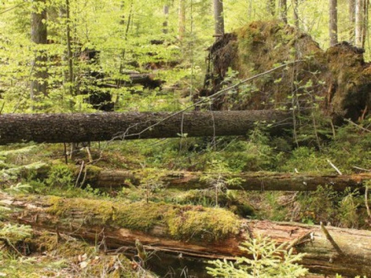 Všimli sme si: Šumava nie je mŕtva, žije. Názory na to, čím si prešla a za akú cenu sa rôznia