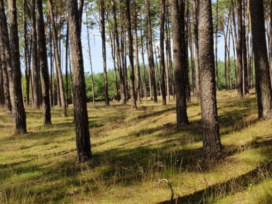 Borovica lesná je zastúpená v druhovej skladbe českých lesov 16-timi percentami: Drevina s vysokými adaptačnými schopnosťami, dôležitý je výber vhodnej proveniencie