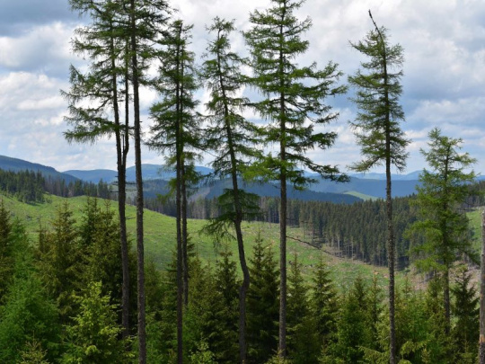 Nariadenie o odlesňovaní rozdeľuje europarlament: Kritizujú ho aj krajiny mimo Európskej únie