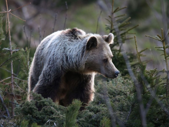 V Rumunsku schválený odstrel takmer 500 medveďov v tomto roku: Dvojnásobok minuloročnej kvóty 220 jedincov
