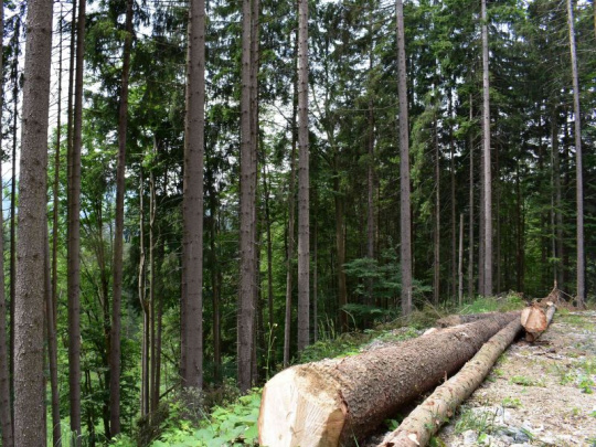 Nová stratégia lesov Európy do roku 2030: Priestor pre medzinárodný koordinovaný postup v systéme štandardov TUOL