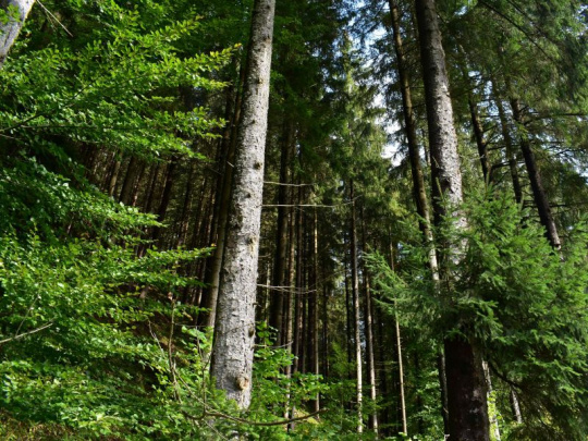 Česká novela zákona o lesoch má prispieť k ich lepšej adaptácii na klimatickú zmenu: Stanoví platbu za ekosystémové služby, s jej vyplácaním sa má začať v roku 2028