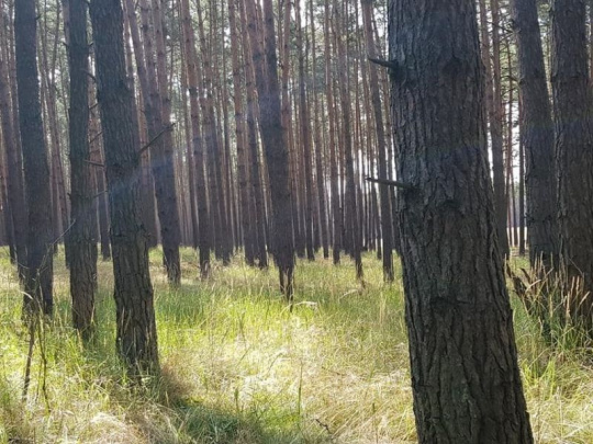 Vojenskí lesníci varujú verejnosť, najmä hubárov: V lesoch na Záhorí sa dodnes nachádza nevybuchnutá munícia