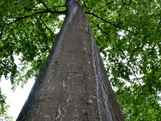 Vedci zistili, že zdravý strom je samostatný ekosystém: Každý ukrýva vyše bilión baktérií, húb a vírusov