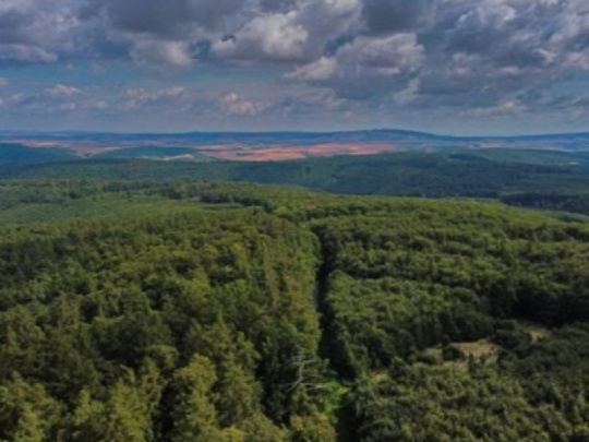 Štátni lesníci vyznačia v Ždánickom lese 8 000 biotopových stromov: 22 plôch na 25 hektároch so 7 000 kubíkmi dreva ponechajú na samovývoj
