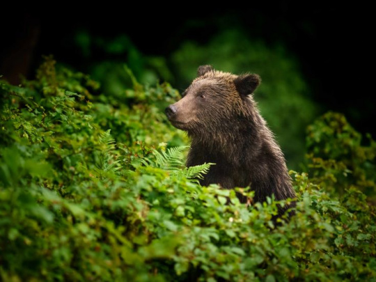 Názor: Prečo sa ochranári v odhade počtu medveďov mýlia?