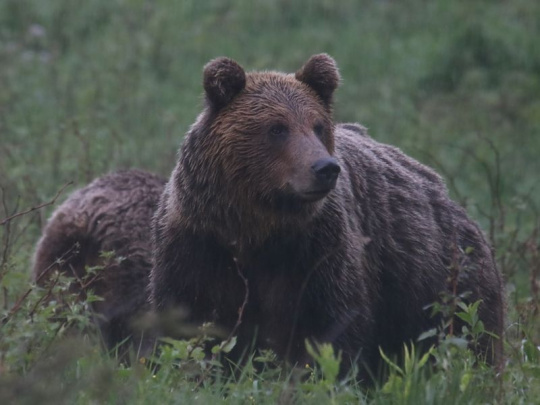 Envirorezort: Slovensku sa podarilo presadiť na európskej úrovni vlastné záujmy v ochrane medveďov aj v zákone o obnove prírody