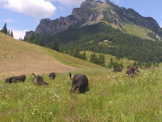 ÚNIA regionálnych združení vlastníkov neštátnych lesov Slovenska o odklade EUDR: Zdravý rozum víťazí