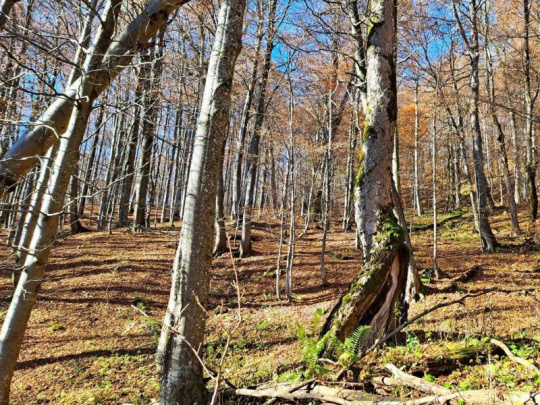 Polemika o návrhu zonácie Národného parku Poloniny: Rozdielne názory na ochranu Starých bukových lesov a pralesov Karpát - lokality prírodného dedičstva UNESCO