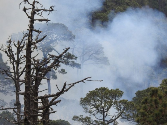 Lesné požiare zničili minulý rok v Patagónii 32 000 hektárov územia: Jedna z provincií zažíva najhoršie sucho od roku 1965