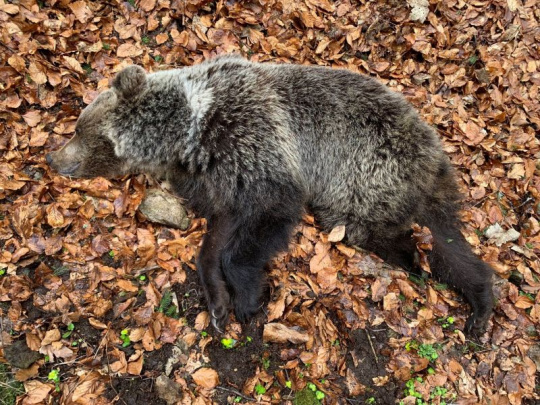 Pri Ponikách ochranári zastrelili medvedicu a jej tri mláďatá: V okolí obce sa v ostatnom období pohybuje viacero medveďov, samospráva eviduje 36 podnetov