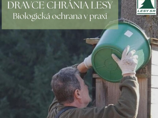 LESY SR podporujú populácie sov a dravcov: Ponechávajú v porastoch dutinové stromy a inštalujú hniezdne búdky