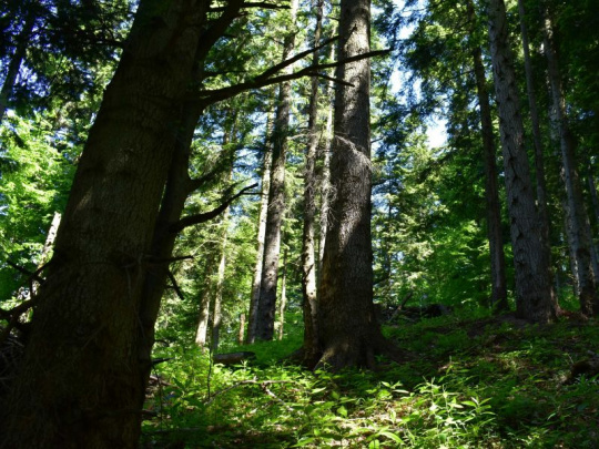 Európska komisia investuje vyše 103 miliónov eur do projektov v siedmich krajinách vrátane Slovenska: NatAdaptSK zahŕňa riešenia blízke prírode pre vodu, poľnohospodárstvo, lesy a biodiverzitu