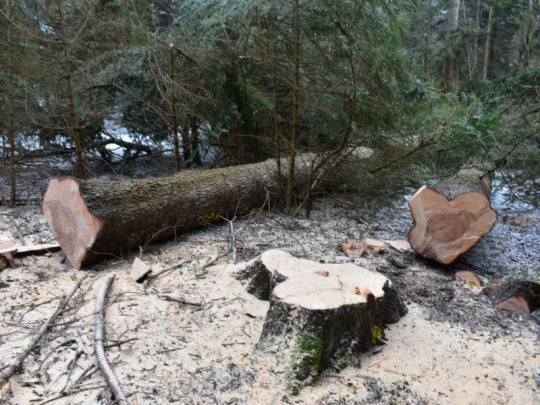 Príklad zo Švédska: Koľko z toho získate, ovplyvňuje aj to, ako lesnícka spoločnosť funguje