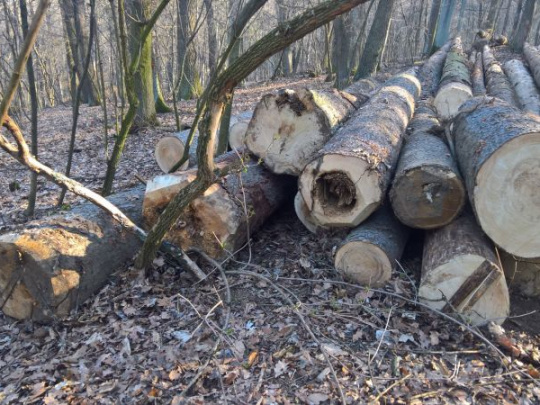 Oznámenie o zámere „Predaja drevnej hmoty na odvoznom mieste“