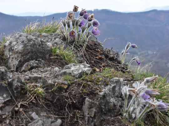 Nové zákony a vládne nariadenia v Rakúsku: Odteraz podrobené takzvanej klimatickej kontrole