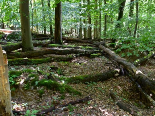 Pro Silva Slovakia: Bezzásah na 7 200 hektároch v Mestských lesoch Košice je vysokým ekologickým a ekonomickým rizikom