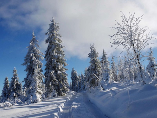 Vedci o klimatickej kríze na Zemi pred 56 miliónmi rokov: Rozsiahle lesy, ktoré kedysi dominovali, rýchlo zmizli