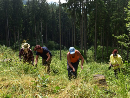 Zlá správa pre neštátnych vlastníkov lesov v Česku: Štát nemá peniaze na adaptáciu porastov na klimatickú zmenu