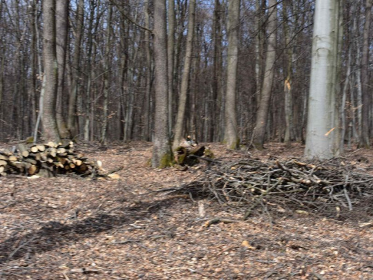 Verejná diskusia o ťažbe a odvoze dreva pod Zoborom v Nitre: Aktéri sa bránia – je to poctivá práca, cieľom je vyčistiť les, nie ho zničiť