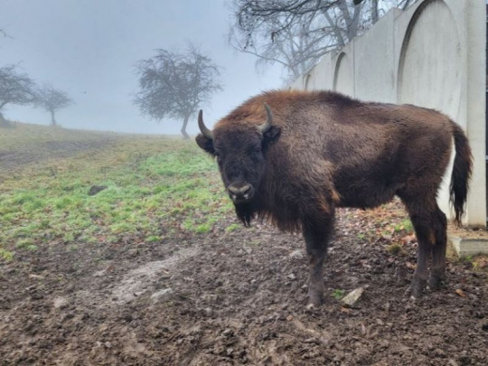 Zvernica v Topoľčiankach patrí medzi najvýznamnejšie centrá chovu zubra v Európe: Pribudla do nej mladá samica z rakúskeho chovu Naturtierpark Grünau