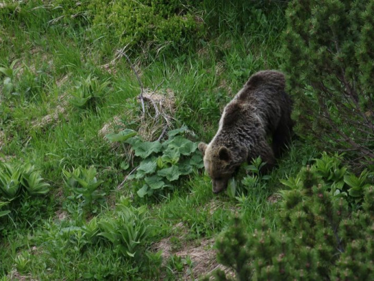 Štátni ochranári o usmrteniach niekoľkých medveďov: Našli uhynutého samca, ktorý útočil na farme Veles – Háj