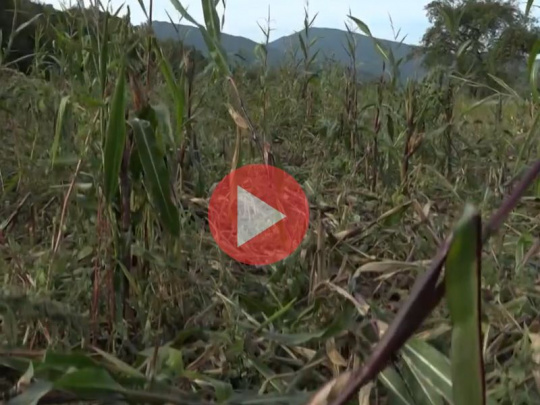 Poľovná zver decimuje poľnohospodárom úrodu, od pestovania niektorých plodín upúšťajú: Agrorezort vydal mimoriadne povolenie lovu raticovej zveri