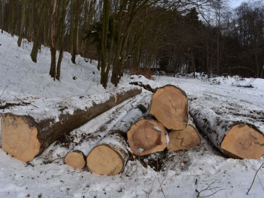 Dovoz dreva na Slovensko prevýšil jeho vývoz, ktorý klesá: Narastá domáce spracovanie surového dreva